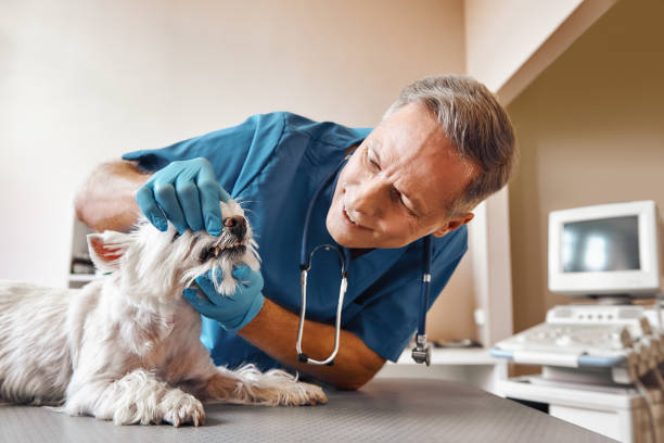 Professional Emergency Dental Service in KS